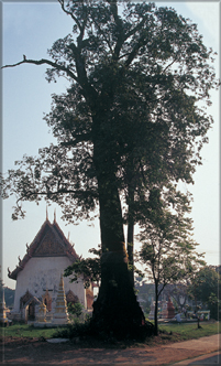 นิทานเรื่องผีตะเคียน